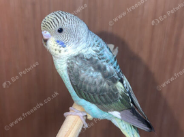 Wanting black wing or black face budgies