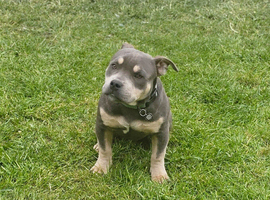 Pocket bully male