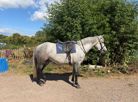 14&rsquo;1 Connemara mare