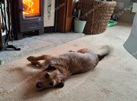 patterdale X plumber terrier