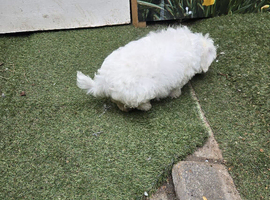 Bichon Maltese For Sale