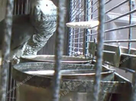 African grey