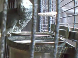 male African grey