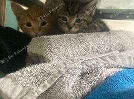 Ginger boy and tabby girl kitten