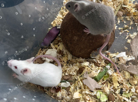 Fancy mice baby males & females