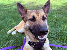 German shepherd x Belgian Malinois
