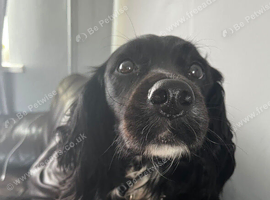 Heidi