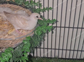 Breeding Pair of Diamond doves and baby's from &pound;20