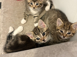 I have 3 gorgeous bengal/tabby kittens for forever home