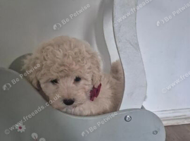 Stunning Toy Maltipoo pups
