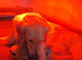 Goldies litter