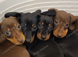 Mini dachshund pups ready now
