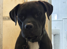 Staffy cross for new home