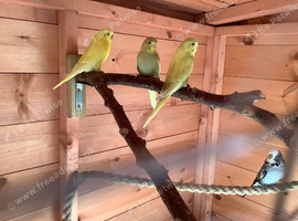 Young budgies