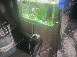 Fish tank and stand for sale