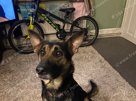 Female German shepherd for rehome