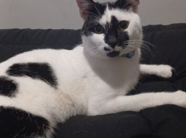 8 month old boy felix