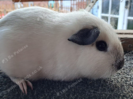 Himalayan Guinea Pig Female