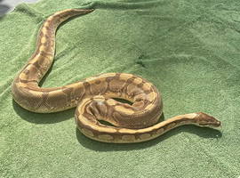Adult female Enchi ball python