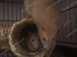 Two Friendly Male Rats &ndash; 10 Months Old &ndash; Full setup included