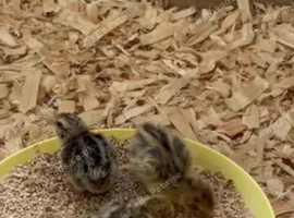 Day ld quail for sale