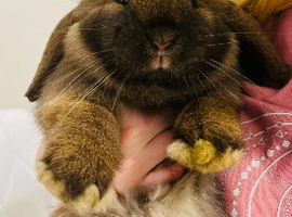 Mini lops