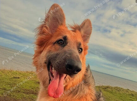 German shepherd bitch