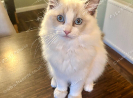 Ragdoll Kittens *INC VACCINATIONS & INSURANCE*