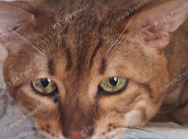 Savannah Tica SBTF5 Elton old needs a home