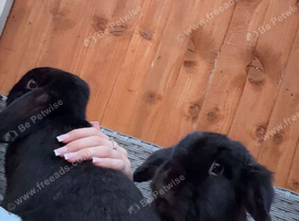 2 gorgeous boy lops