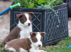 Red and White Pedigree Collie Pups