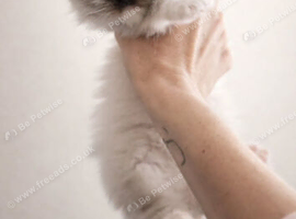 Registered ragdoll pedigree