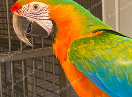 Catalina macaw