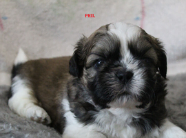 READY NOW KC reg CUTE SHIH TZU BOY PUPPIES
