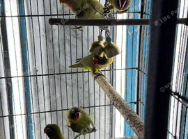 Baby lovebirds Glasgow