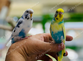 Budgies