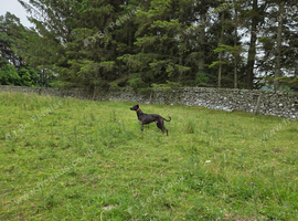 Lurcher Male