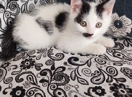 Kitten for sale
