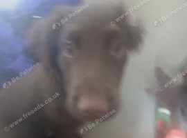 chocolate cocker spaniel boy