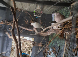 Paid collared doves
