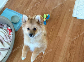 Fluffy Pomeranian Puppy