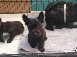 Adorable Scottish Terrier puppies available