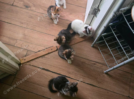 Mixed breed kittens