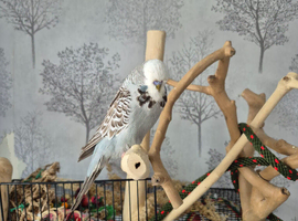 Young budgies for rehoming