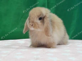 Purebred mini lop rabbits
