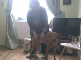 Good home for staffy/mastif cross