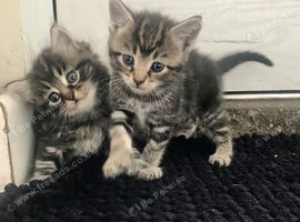 Kittens
