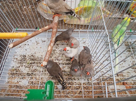 Zebra finch
