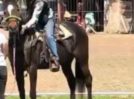 15.2hh American quarter horse FOR SALE