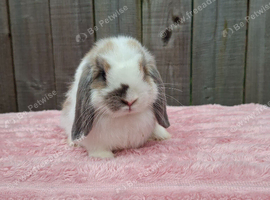 Mini lop girls Ready now